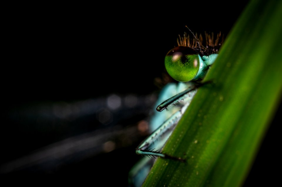 Focus Photography Of Green Dragonfly