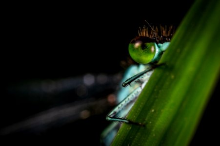 Focus Photography Of Green Dragonfly photo