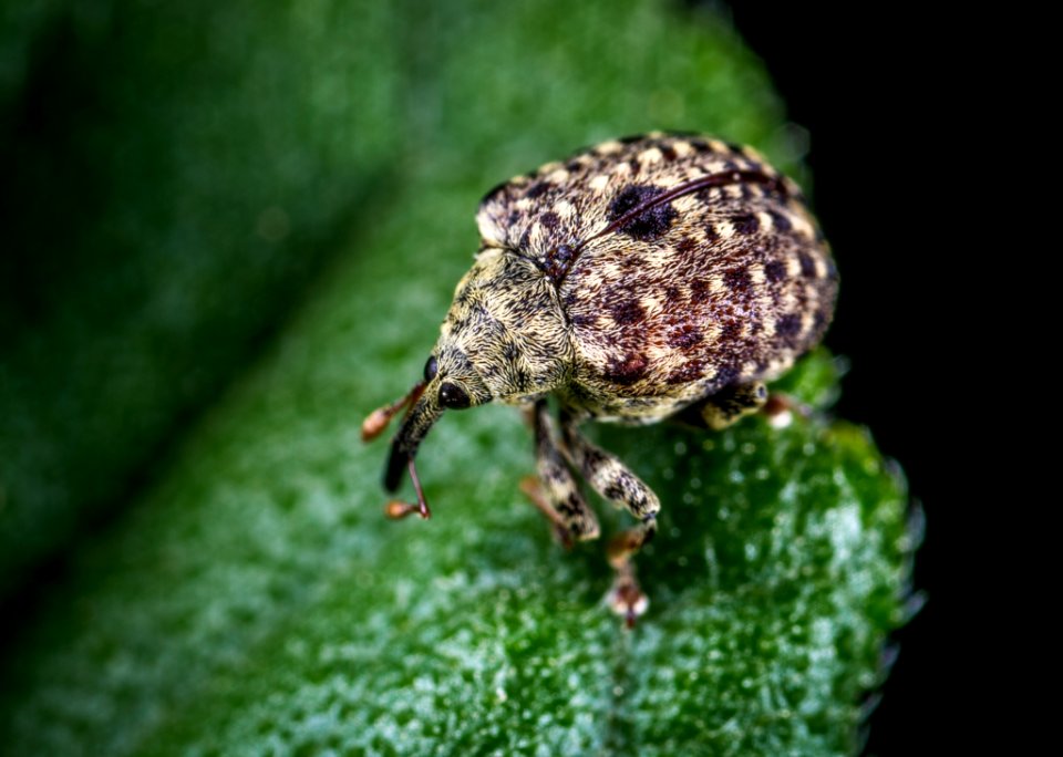 Macro Shot Of Gray Insect