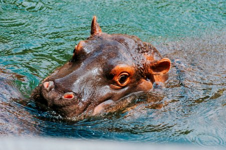 Close-up Photography Of Hippopotamus photo