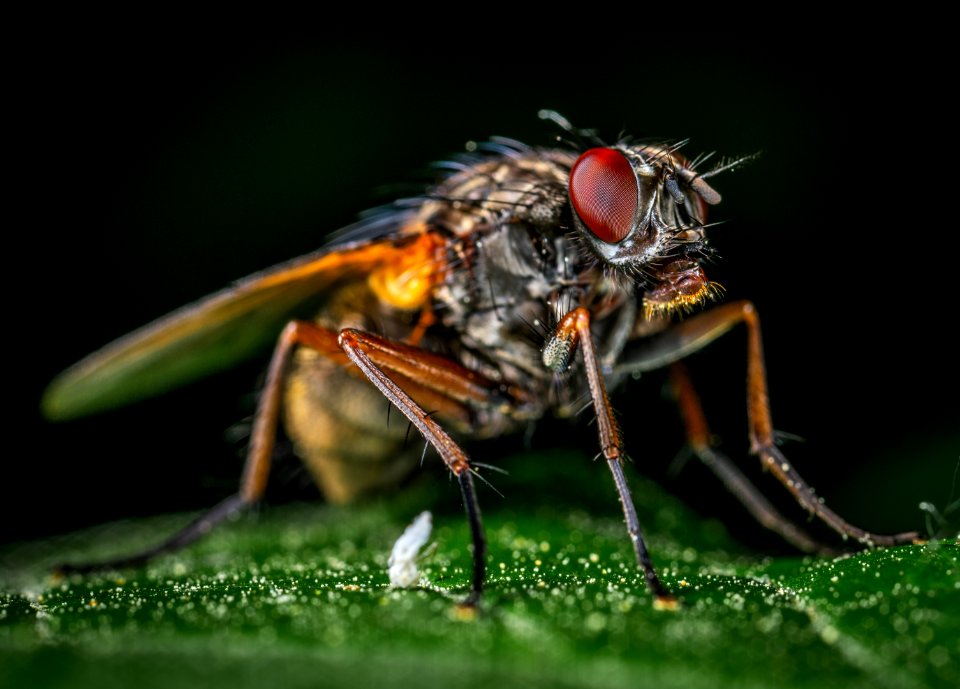 Macro Photography Of Gray Fly
