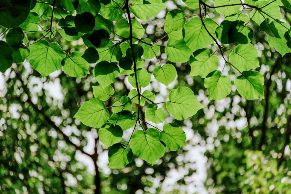 Close-up Photography Of Leaves
