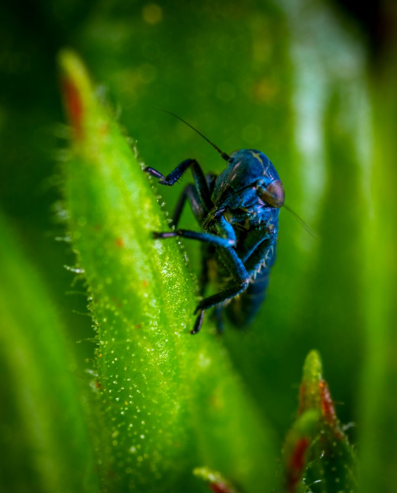 Blue Insect