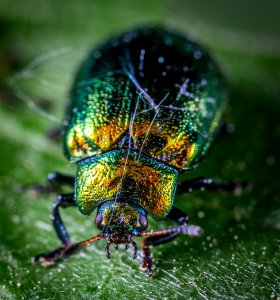Close Shot Of Green And Yellow Beetle