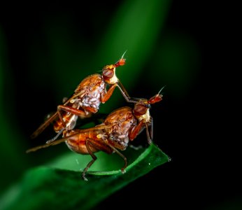 Macro Photography Of Two Fly On Leaf