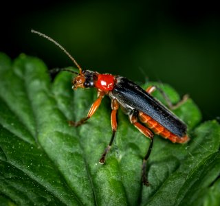 Black Orange And Red Cricket