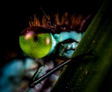 Selective Focus Photography Of Insect Eye photo