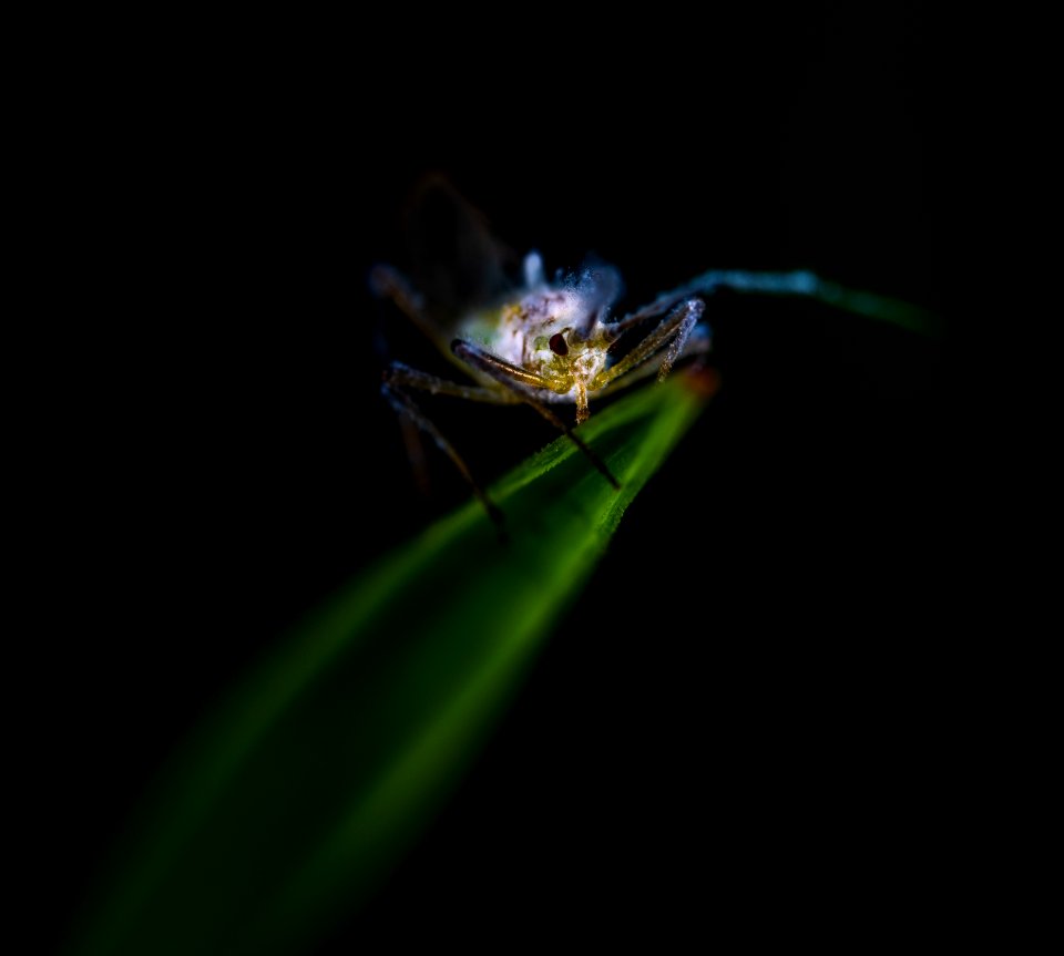 Blue And Gray Insect On Green Leaf