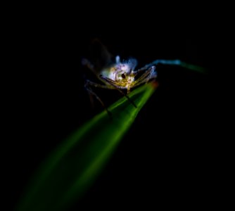 Blue And Gray Insect On Green Leaf photo