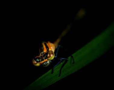 Closeup Photo Of Yellow And Black Insect On Green Leaf photo