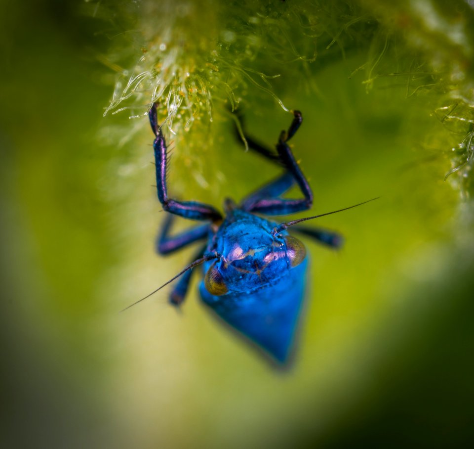 Selective Photograph Of Blue Spider