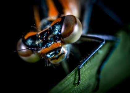 Macro Photography Of Insect photo