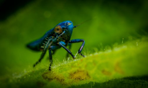 Blue Insect In Close-up Photography photo