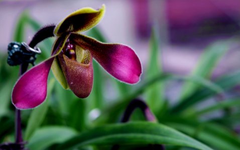 Depth Of Field Photograph Of Purple Orchid