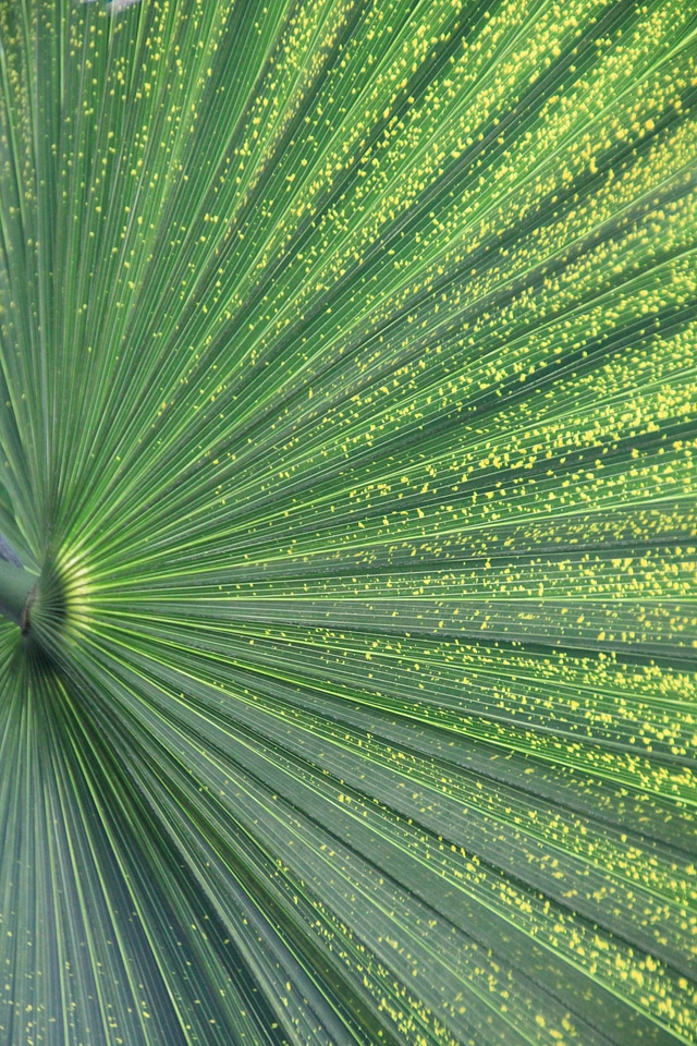 Green palm fronds palm