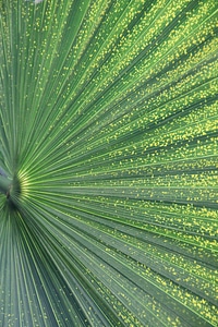 Green palm fronds palm photo