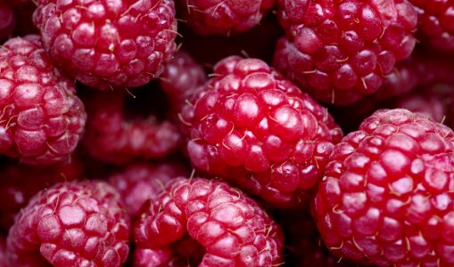 Background Berry Cc0