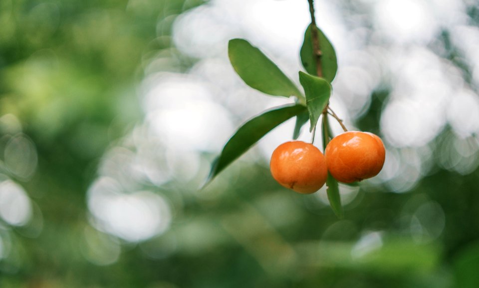 Shallow Focus Photo Of Round Orange Fruits