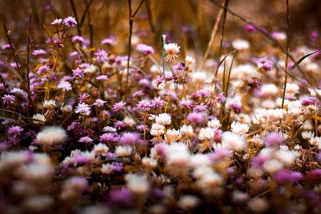 Selective Focus Photography Of Purple And White Bed Of Flowers photo