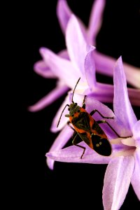 Milkweed Bug Perching On Pink Flower In Close-up Photography photo