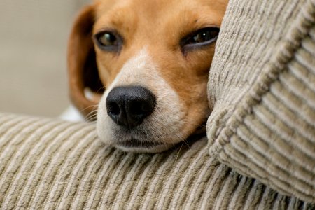 Close-up Photo Of Beagle Resting Head On Armrest photo