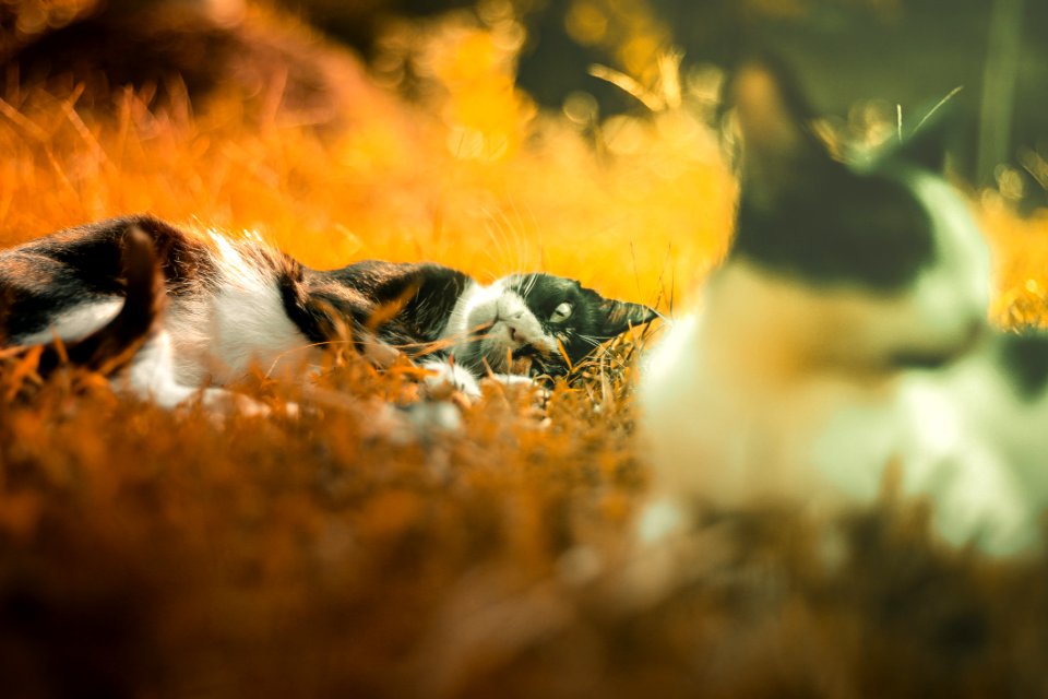 Shallow Focus Photo Of Two Cats