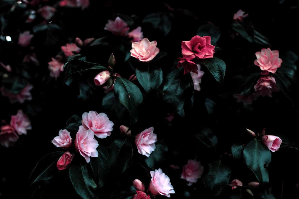 Pink Flowers Photograph