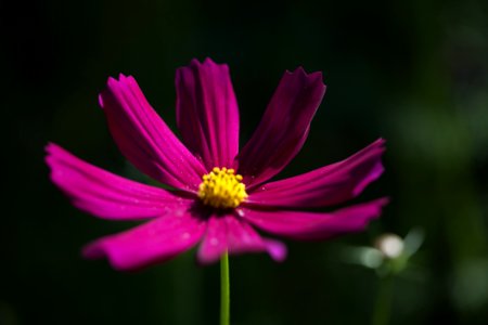Macro Photography Of Purple Petaled Flower photo