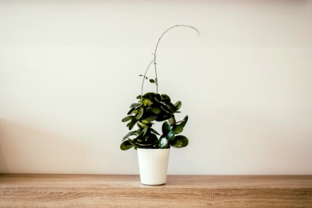 Green Plant With White Ceramic Pot photo