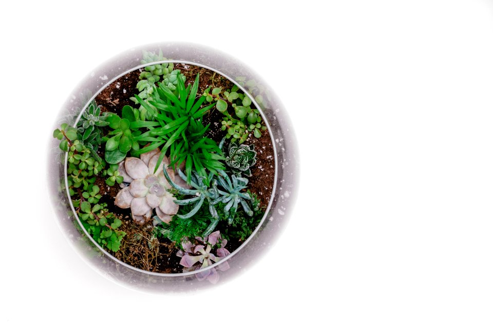 Green Succulent Plant In Terrarium
