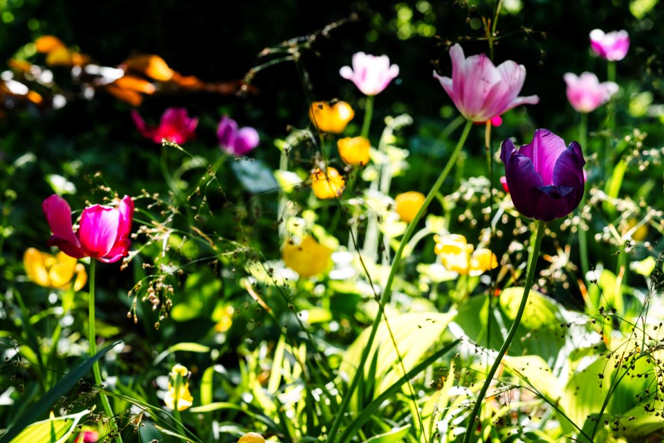 Pink Purple And Yellow Flowers photo