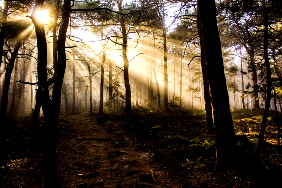 Photo Of Trees At Golden Hour