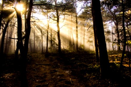 Photo Of Trees At Golden Hour photo