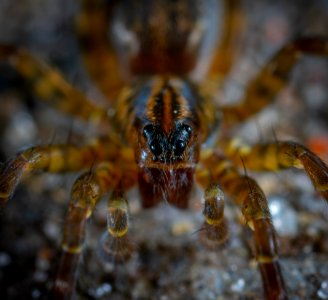 Photography Of Brown Spider