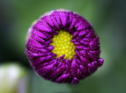 Macro Shot Photography Of Purple Flower photo