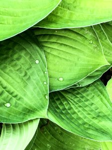 Green Leaf Plant photo