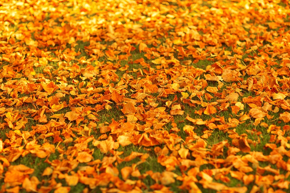 Golden leaf leaves
