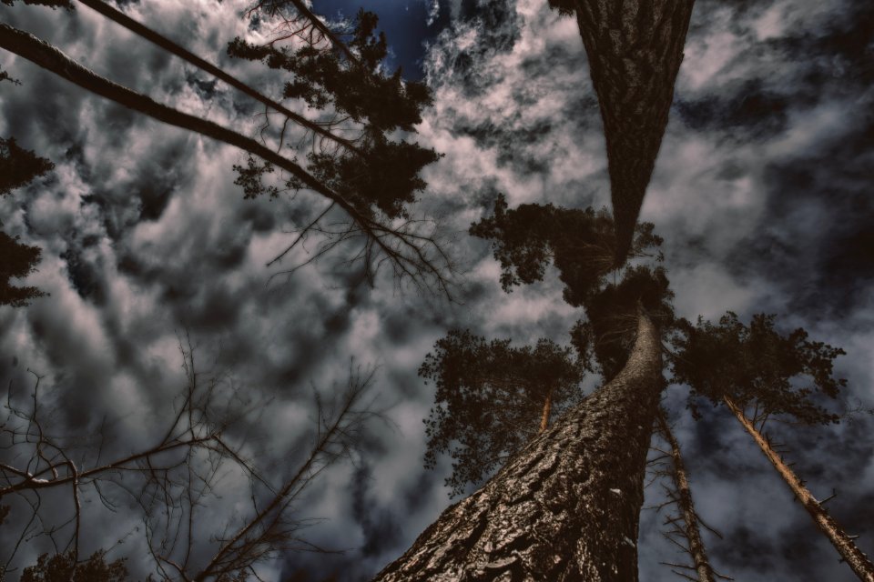Photo Of Gray Trees With Clouds