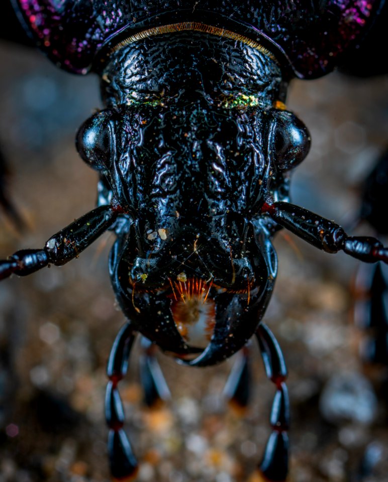 Closeup Photo Of Black Insect