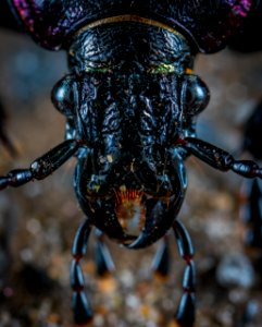 Closeup Photo Of Black Insect