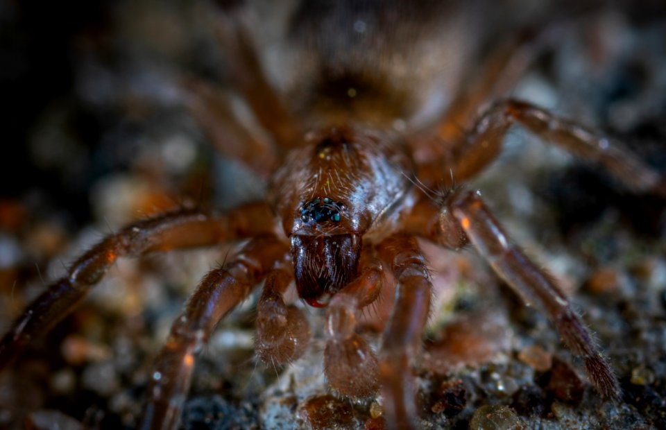 Focus Photo Of Brown And Black Spider