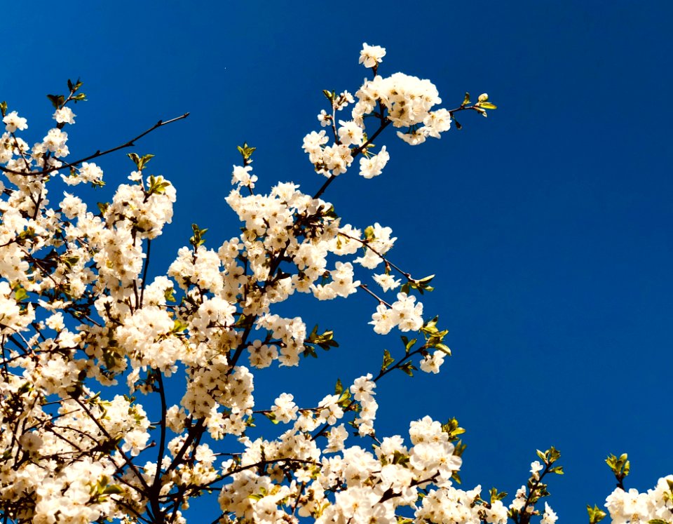 White Flowered Trees