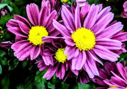 Close-up Photo Of Purple Petaled Flowers photo