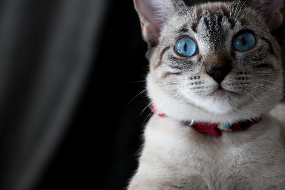 Gray And White Cat photo