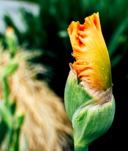 Close-up Photo Of Yellow Iris Flower Bud photo