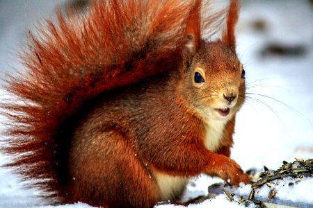 Brown Squirrel Above Snow At Daytime In Selective Focus Photo photo