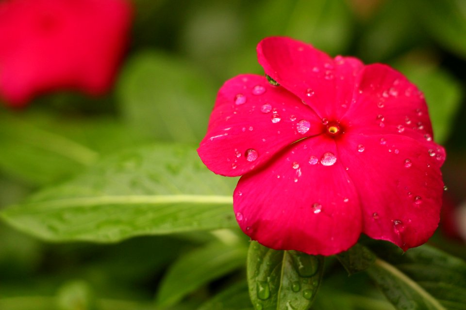 Red Petaled Flower With Rain Drops