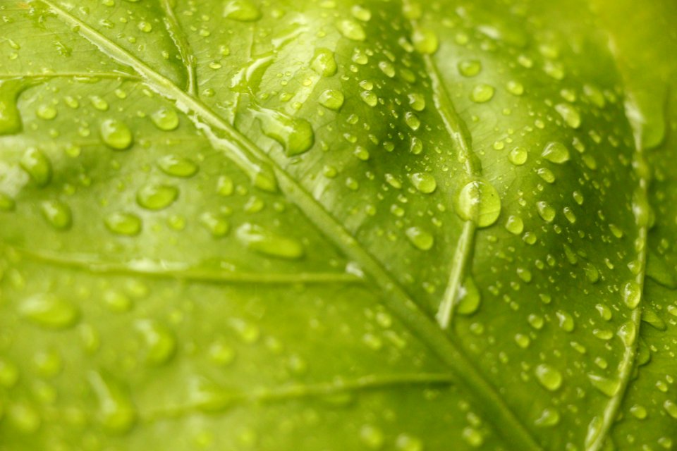 Closeup View Of Green Leaf With Rain Drops