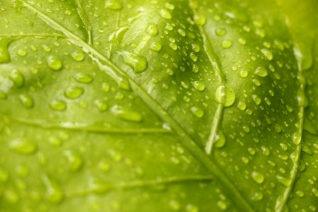Closeup View Of Green Leaf With Rain Drops photo