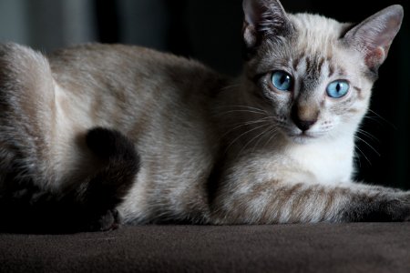 Siamese Cat On Brown Surface photo